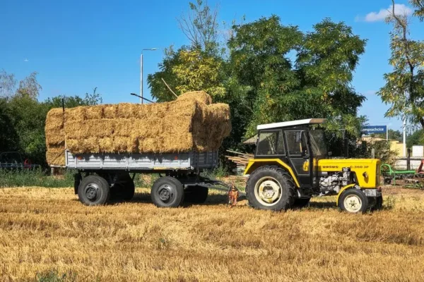 Dożynki w Golędzinowie – wspólne święto mieszkańców i tradycji