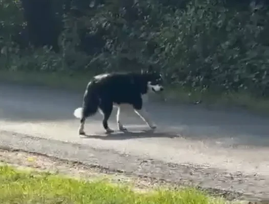 Zdezorientowany pies biegał po drodze z Grochowej w stronę Zawoni. Szukamy właścicieli