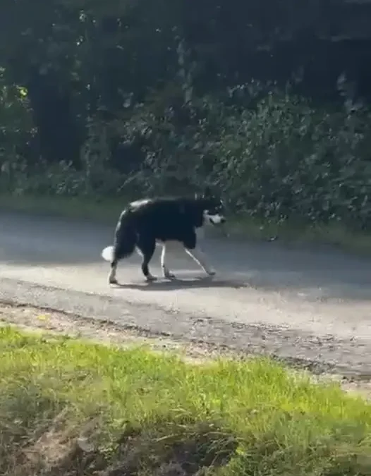 Zdezorientowany pies biegał po drodze z Grochowej w stronę Zawoni. Szukamy właścicieli