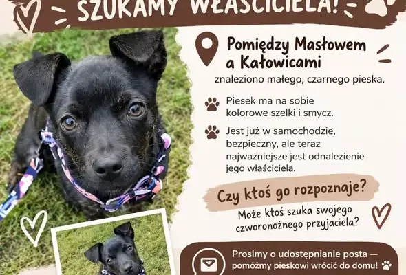 Znaleziono małego czarnego psa między Masłowem a Kałowicami – szukamy właściciela