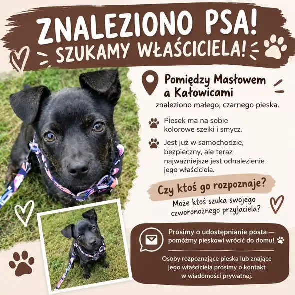 Znaleziono małego czarnego psa między Masłowem a Kałowicami – szukamy właściciela