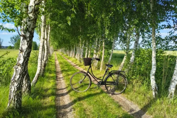 Nowa ścieżka rowerowa w gminie Zawonia gotowa. Kolejny etap w Trzebnicy